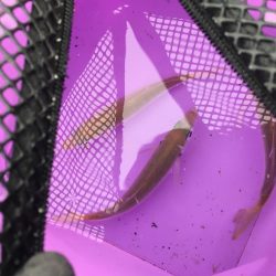 雪の降る中でジグサビキ